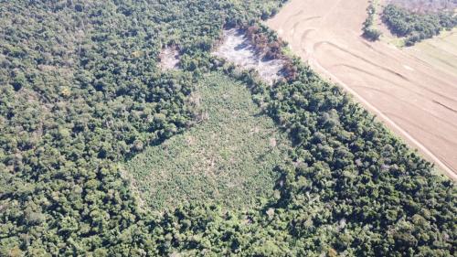 Destruyen marihuana en etapa de cosecha durante un allanamiento